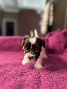 Yorkshire Terrier Pup
