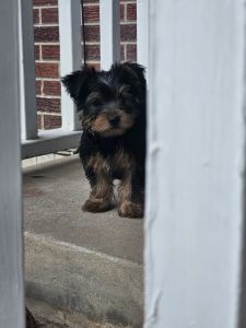 One Female and one male yorkie 10 week old