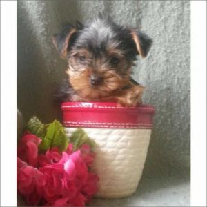 Cute female Yorkie Puppy needs a home