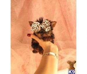 Worlds Smallest Yorkies