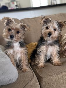 Yorkie puppies