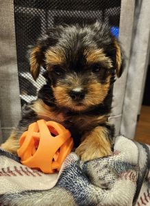 Yorkshire puppy for sale in ***