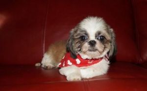 Malw and female yorkie Puppies in for sale