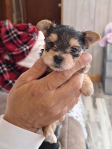 Tie & Tiara Yorkies of ***