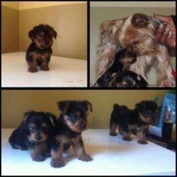 LOVELY YORKIES TEXT ***