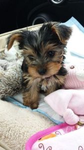 Yorkshire terrier puppies ready now