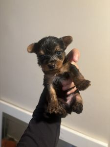 Male yorkie pup