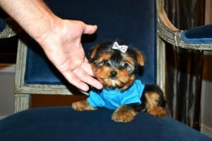 extemely cute teacup yokie now available
