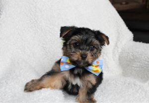 adorable yorkies ready text ***