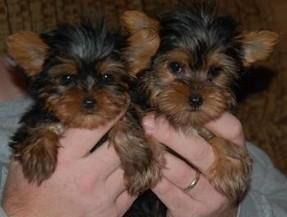 Gorgeous Yorkie puppies ready to go