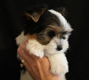 Rescued Yorkie For Adoption