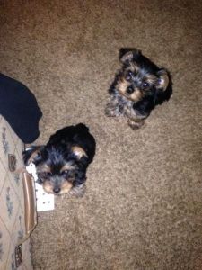 yorkie puppies ready