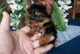 Teacup Yorkie for free adoption