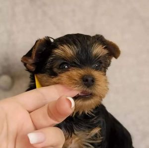 Akc registered yorkie puppies