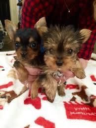 yorkshire terrier puppies