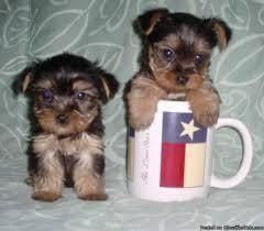 beautiful Yorkshire Terrier puppies