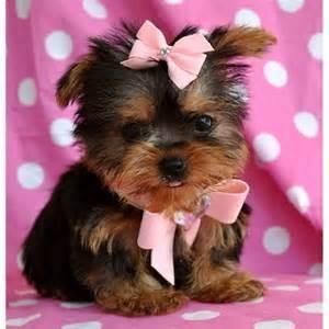 Female and Male Yorkie Puppies For Adoption