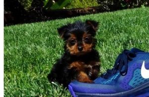 Teacup Yorkie Puppies,text (***) ***-***6