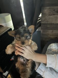 Yorkie puppies