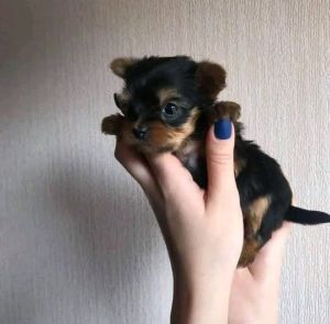 Nice Yorkshire puppies