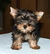 Potty trained teacup Yorkie puppies(***) ***-***8