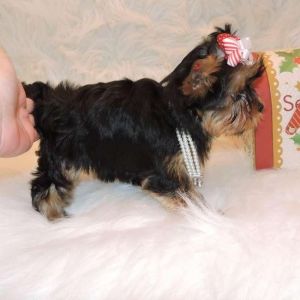 Two Cute Yorkie puppies for adoption