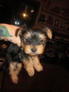 Beautiful Purebred Yorkie Puppies