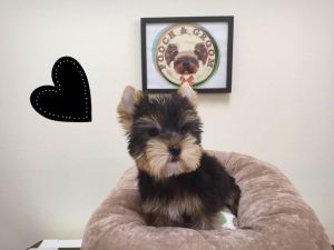Yorkshire Terrier - Shadow - Male