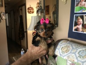 AKC YORKSHIRE TERRIER