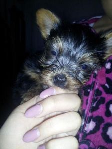 cute kie puppies : Text ***