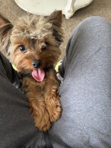 Male Yorkie 4 Sale