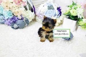 Yorkshire Terrier Puppies text (***) ***-***8