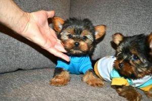 Two Teacup Yorkie pups
