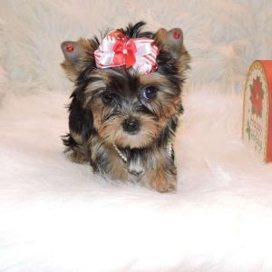 Charming Yorkie Puppies text (***) ***-***2