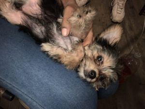Female Yorkshire Terrier puppy 2months