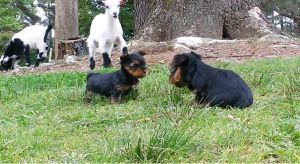 Cute male and female Teacup Yorkie