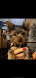 Akc registered Sweetie