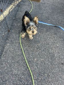 Yorkshire Terrier Puppies for sale in Mesa, Arizona. price: $2,000