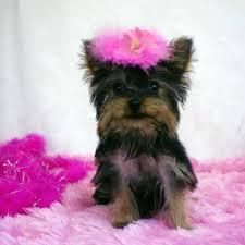 Tiny Yorkie Puppies For Sale