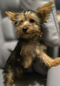 Yorkshire Terrier Puppies for sale in San Antonio, TX, USA. price: $900