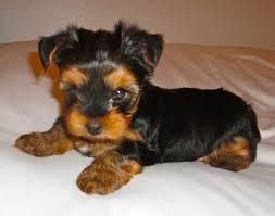 Cute Akc Teacup Yorkie Puppies