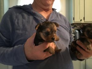 Yorkie puppys