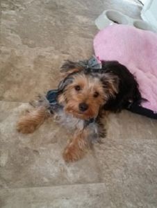Yorkie Female