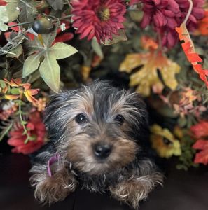 Precious Girl ACA registered