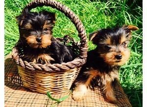 Charming Teacup Yorkie Puppies For Adoption