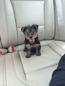 Absolutely Healthy Yorkie Puppies (***) ***-***0