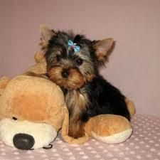 Male And Female Yorkie Puppies Text(***) ***-***2