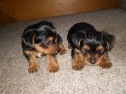 Teacup Yorkie Puppies for Re-homing