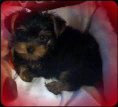 Gorgeous Tiny Yorkie Puppies
