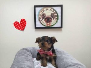 Male and female Teacup Yorkie puppies